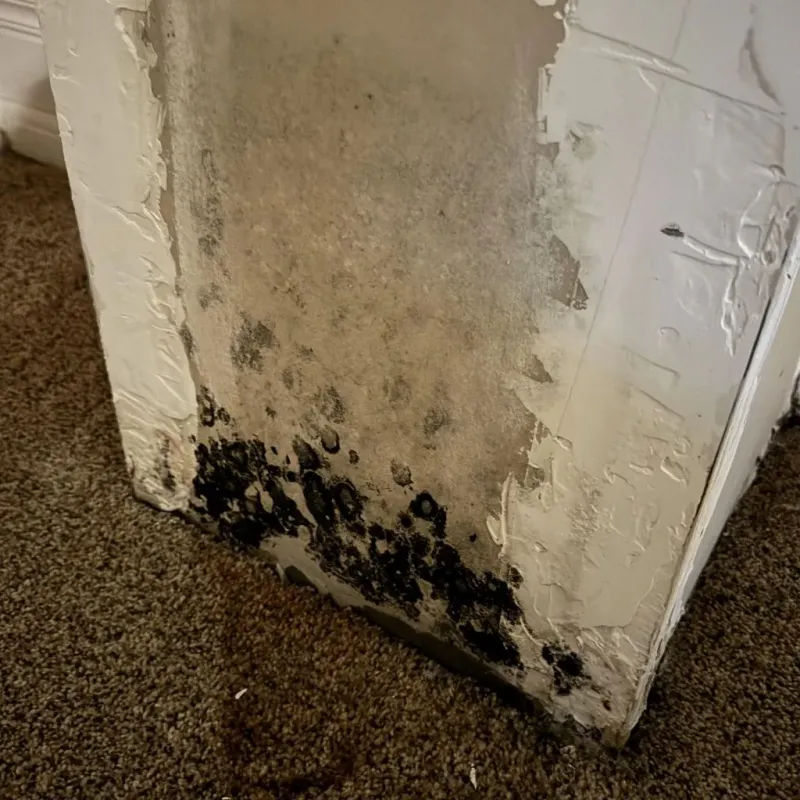 Professional Mold Removal in Chubbuck, ID